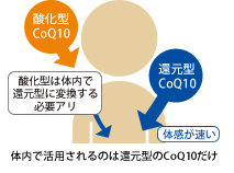 体内で活用されるのは還元型のCoQ10だけ