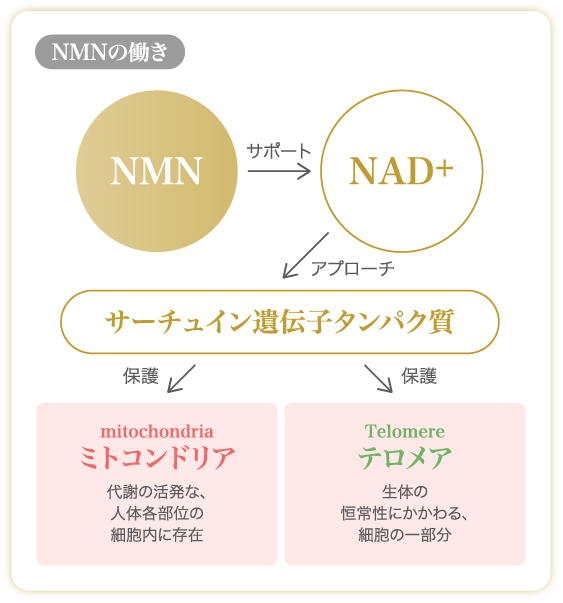 NMN30000+コプリーノ