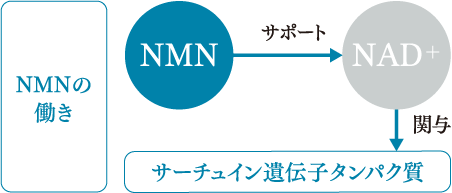 NMN36000+コプリーノ